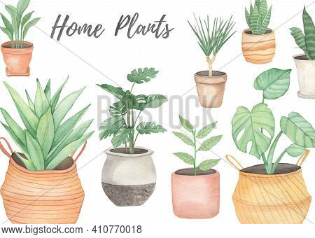Watercolor Illustration With Home Plants Monstera, Dracena, Sansevieria Isolated On White Background