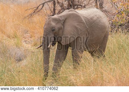 Desert Elephants At Palmwag Conservancy, Namibia, Africa
