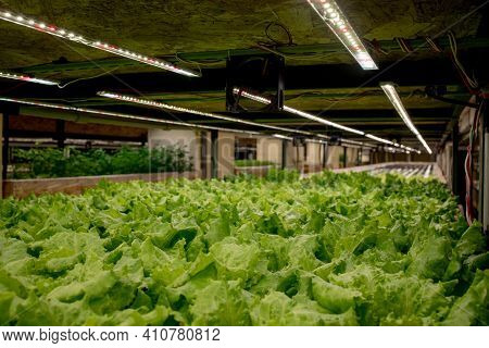 Fresh Lettuce Leaves, Close Up.,butterhead Lettuce Salad Plant, Hydroponic Vegetable Leaves. Organic