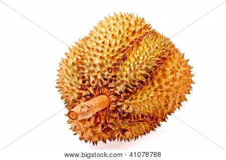 Durian Tropical Fruit Of  Thailand In Isolated