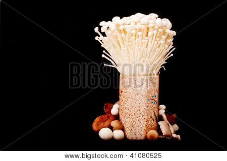Golden Needle Mushroom On Black