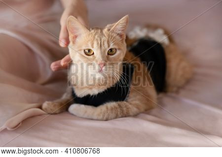 Postoperative Bandage On A Cat. Care Of A Pet After A Cavitary Operation (castration, Sterilization)