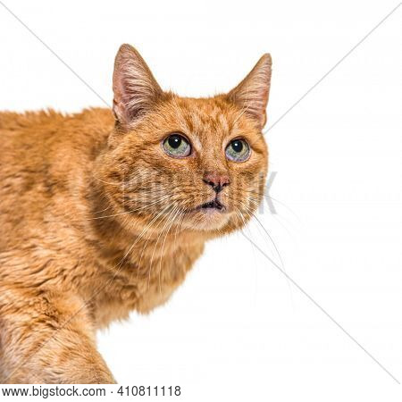Close-up on a very old ginger cat with lentigo on noise and lips