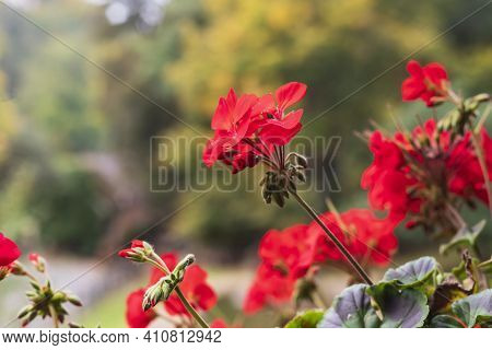 Beautiful Red Geranium Flower On Green Background.