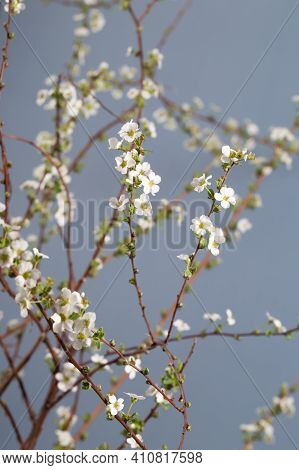Beautiful White Flowering Shrub Spirea Aguta. Bridal Wreath Spirea.