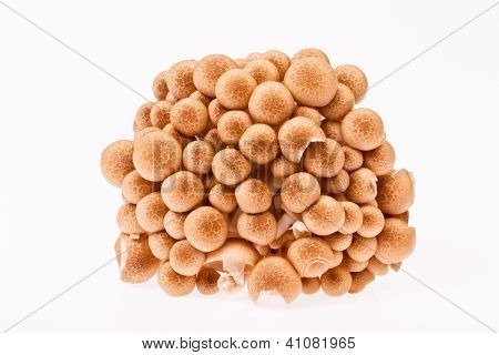 Shimeji Mushroom On White Background