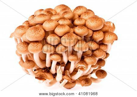 Shimeji Mushroom On White Background