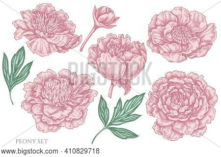 Vector Set Of Hand Drawn Pastel Peony Stock Illustration