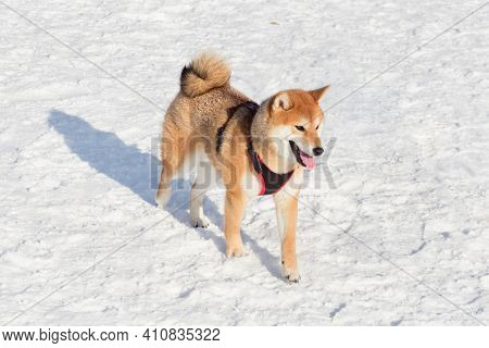 Cute Shiba Inu Puppy Is Walking On White Snow In The Winter Park. Pet Animals. Purebred Dog.