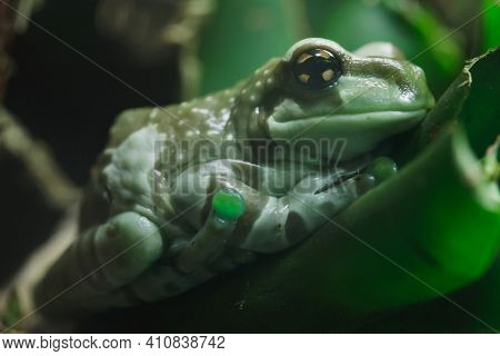 Amazon milk frog (Trachycephalus resinifictrix), also known as the Mission golden-eyed tree frog.