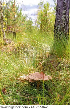 One Paxillus Mushroom In The Swamp Next To A Pine Tree In The Tall Grass In Autumn In The Rays Of Th
