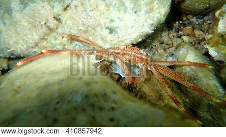 Sally Lightfoot Crab (percnon Gibbesi), Aegean Sea, Greece, Cape Sounio