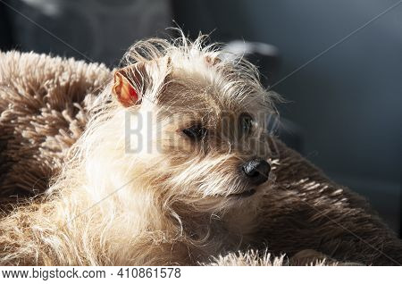 Mixed Breed Dog Portrait Closeup In Sunshine With A Side View Of His Face.  This Little Pet Canine A