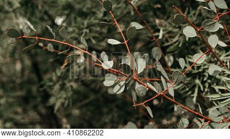 Branches Of Eucalyptus Websteriana With Out Of Focus Background.