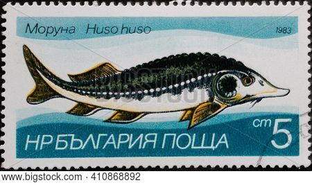 Republic Of Bulgaria - Circa 1983: Postage Stamp 'european Sturgeon - Huso Huso' Printed In Republic