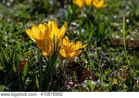 First Spring Flowers, Blossom Of Yellow Crocusses