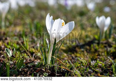 Spring In The City, Blossom Of White Crocusses In Sunny Day
