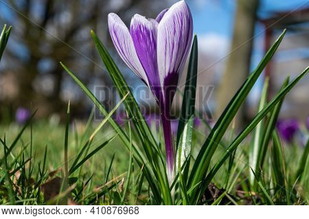 Spring In The City, Blossom Of Colorful Crocusses In Sunny Day