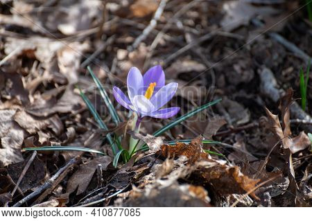 First Spring Flowers, Blossom Of Purple Crocusses