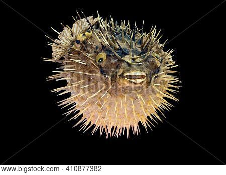 A Stuffed Sea Urchin Fish, Second Name, Ball Fish, Diodon (latin Name). Isolated On Black Background