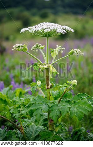 Sosnowsky's Hogweed Harmful Grass Or Weeds In Summer