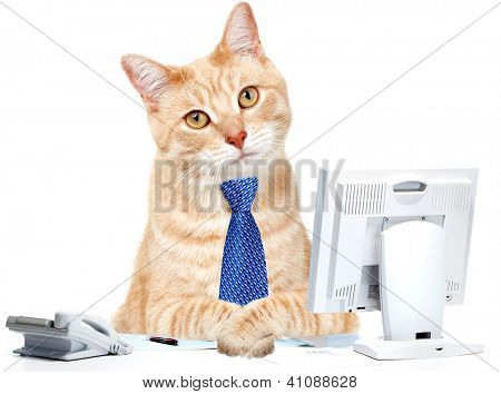 Kot biznesmen w biurze komputer i telefon.