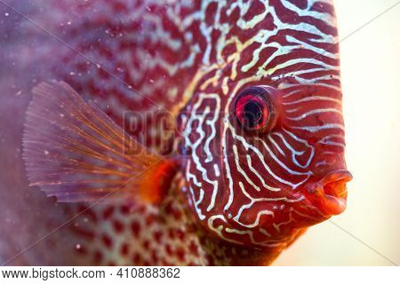 Discus Symphysodon, Freshwater Fish Native To The Amazon River, In Fishtank. Closeup Of Details.