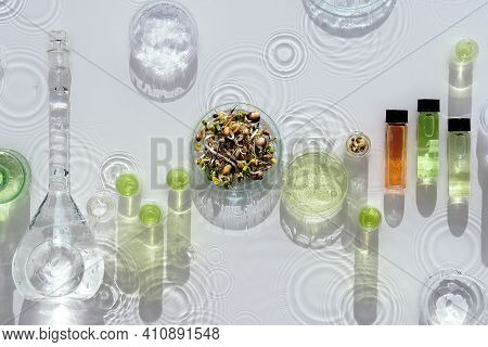 Macrobiotic Food. Mix Of Fresh Sprouts In Glass Jar. Nutrition Value Of Sprouting Mix. Green Fresh P