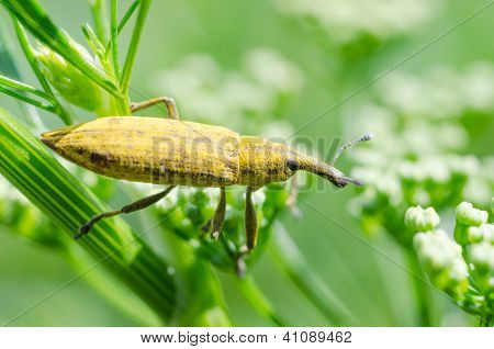 Žluté brouk nosatec (Nosatcovití curculionidae)