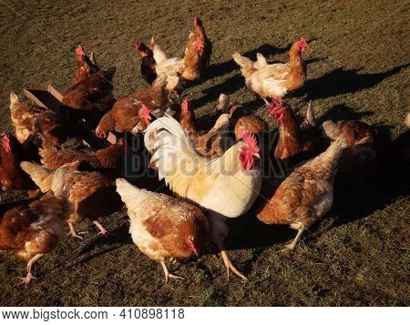 Free Range Brown Laying Hens And White Rooster In Green Grass Walking And Feeding