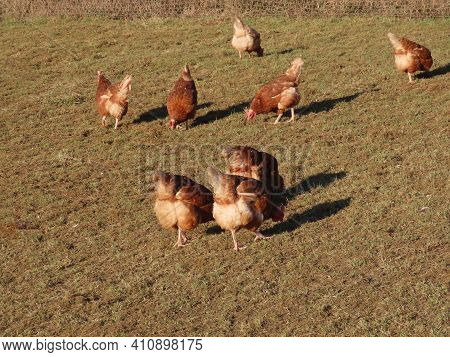 Free Range Brown Laying Hens In Green Grass Walking And Feeding