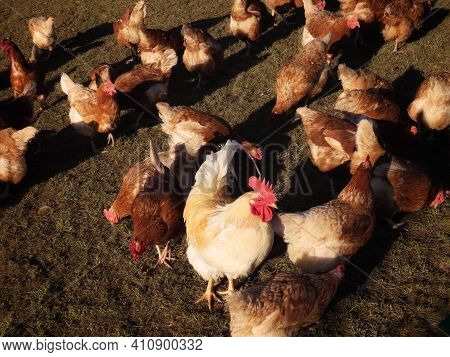 Free Range Brown Laying Hens And White Rooster In Green Grass Walking And Feeding