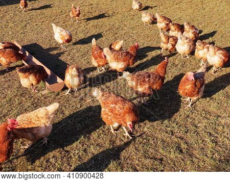 Free Range Brown Laying Hens In Green Grass Walking And Feeding