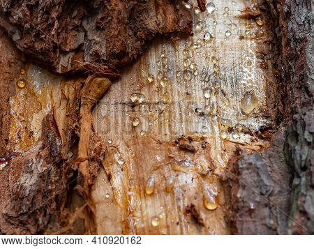 Pine Trunk With Peeled Bark And Drops Of Resin. Bark Around The Edges Of The Background. In The Midd