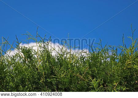 Young Green Juniper Against Blue Sky In Spring Or Summer