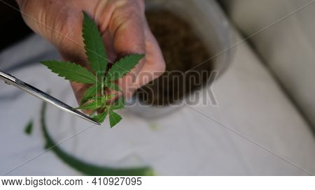 Freshly Plucked Marijuana Leaf And Trimming Its Sharp Ends In Preparation For Plant Cloning, Cutting