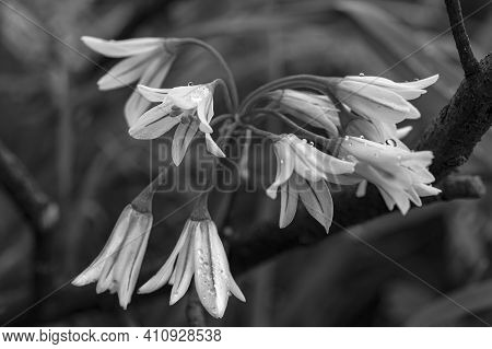 Allium Triquetrum. Common Plant Found In The Mediterranean Basin. Graphic Processing In Black And Wh