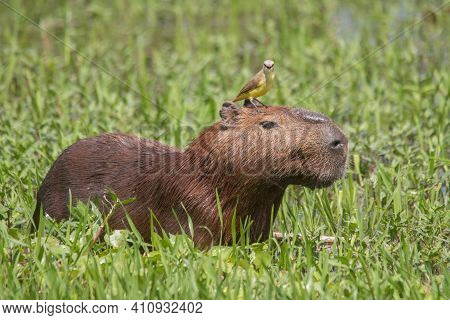 Capybara With A Bird On The Head In The Pantanal, Brazil, South America