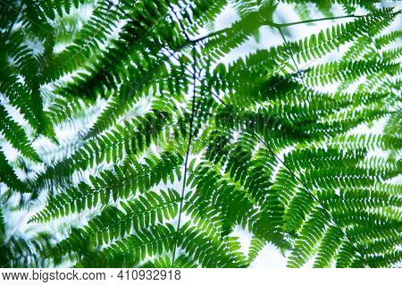 Fern growing in forest, summer nature outdoor