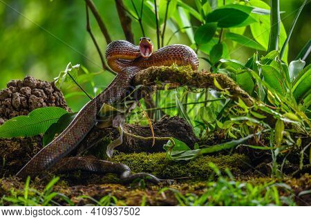 Puffing Snake - Phrynonax Poecilonotus Is A Species Of Nonvenomous Snake In The Family Colubridae. T