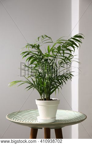 Beautiful Ravenea Rivularis Plant In Pot On Table Indoors. House Decor