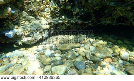 Rusty Blenny Or Black Sea Blenny (parablennius Sanguinolentus) Undersea, Aegean Sea, Greece, Halkidi
