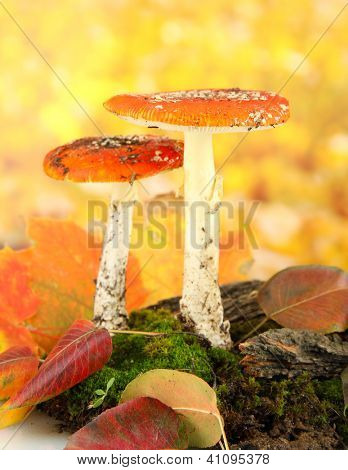 červené amanitas s mechem, na podzim žluté pozadí