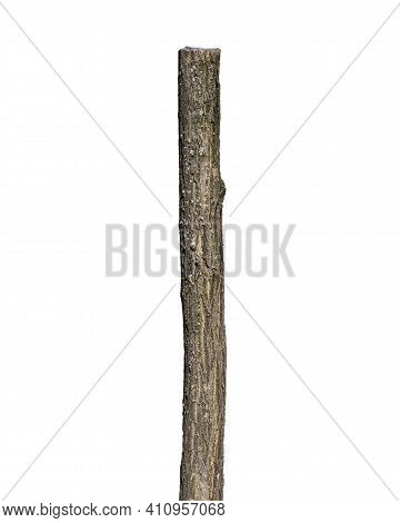 Tree Trunk Isolated On White Background