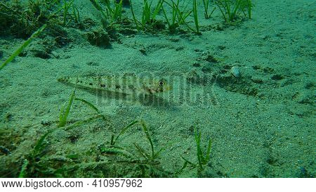 Slender Goby (gobius Geniporus) Undersea, Aegean Sea, Greece, Cape Sounio