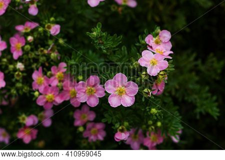 Nature Flower Background. Shrubby Cinquefoil Pink Flowers. The Wild Rose Bush. Close Up.