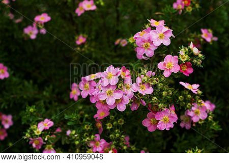 Nature Flower Background. Shrubby Cinquefoil Pink Flowers. The Wild Rose Bush. Close Up.