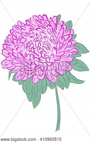 Single Flower Of Pink Asta. Vector, Bright Large Flower. Freehand Drawing.