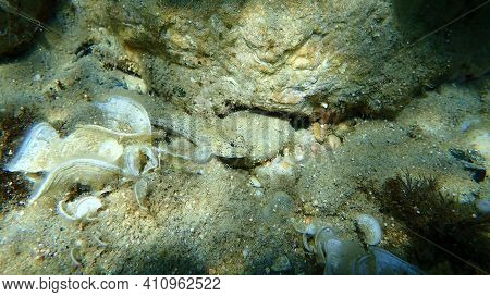 Slender Goby (gobius Geniporus) Undersea, Aegean Sea, Greece, Halkidiki