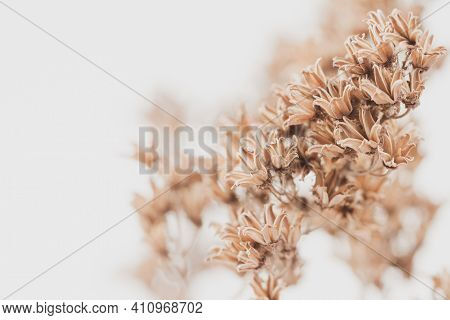 Dry Vintage Bell Shape Romantic Frowers Branch With Bokeh Background Macro